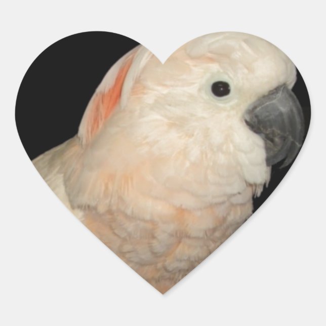 Moluccan Cockatoo Parrot Design Heart Sticker (Front)