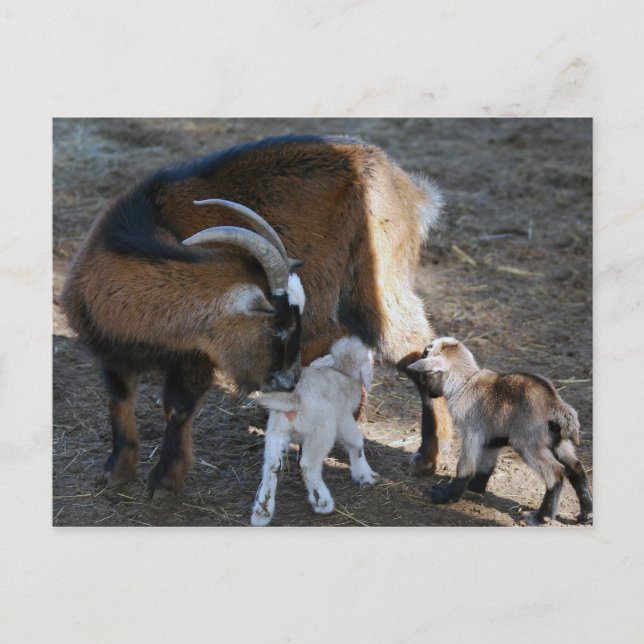 Mom and Babies Postcard (Front)