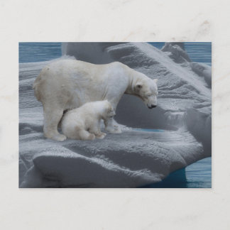 mom polar bear and baby postcard