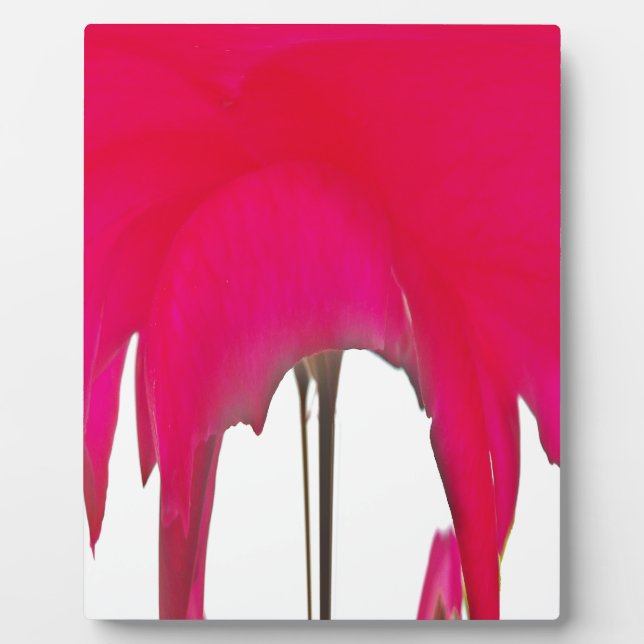 Moment Captured: A Red Rose Petal Elegance Plaque (Front)