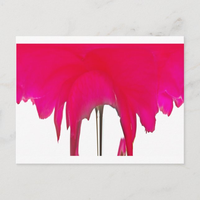 Moment Captured: A Red Rose Petal Elegance Postcard (Front)