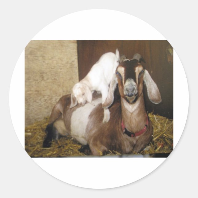 Momma and Baby Goat Classic Round Sticker (Front)