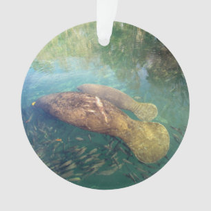 Momma and Baby Manatee - Acrylic Ornament