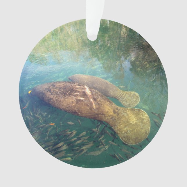 Momma and Baby Manatee - Acrylic Ornament (Front)