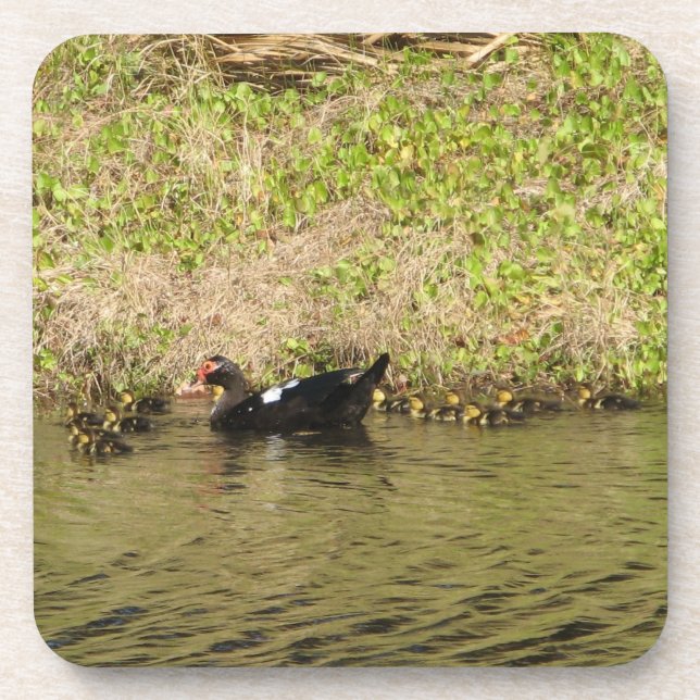 Momma Muscovy and Baby Ducks Cork Coaster (Front)