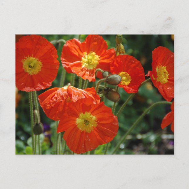 Mon Ame Postcard (Front)