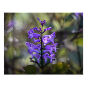 Mona Lavender Photo Print