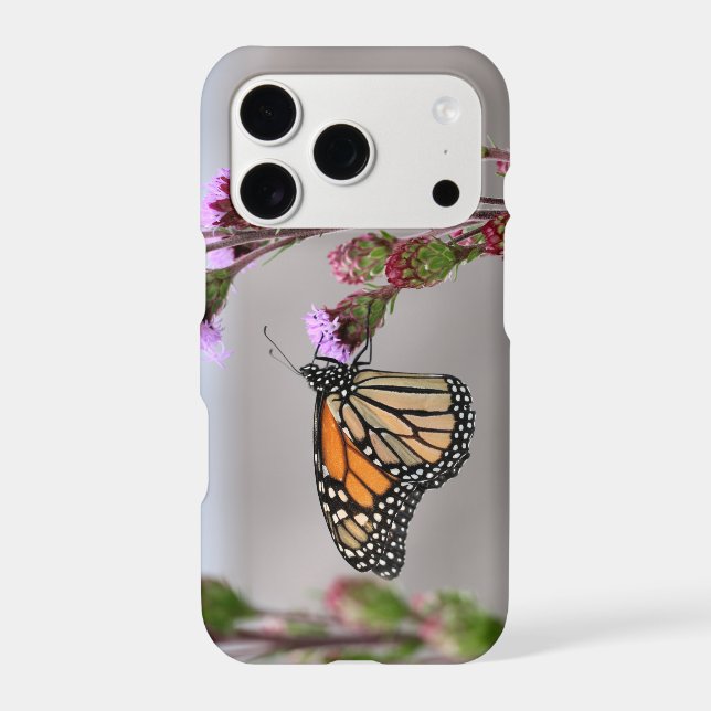 Monarch  (Back)