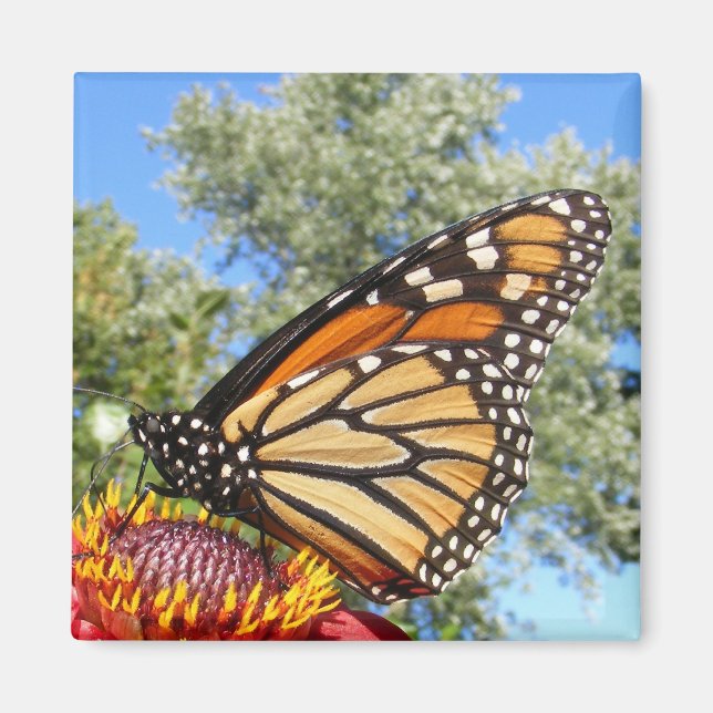 Monarch 38 ~ magnet (Front)