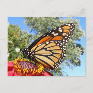 Monarch 38 ~ postcard