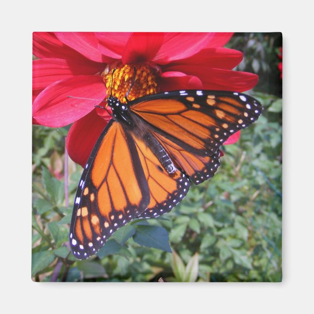 Monarch 4 ~ magnet (Front)