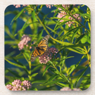 Monarch And Milkweed Coaster