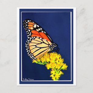 Monarch and Yellow Strife Postcard