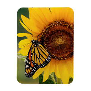 Monarch Butterfies on Sunflower Magnet