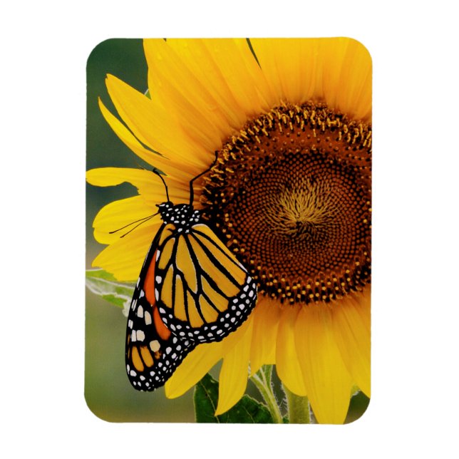 Monarch Butterfies on Sunflower Magnet (Vertical)