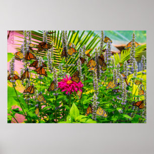 Monarch Butterflies 36 x 24 Archival Paper Poster