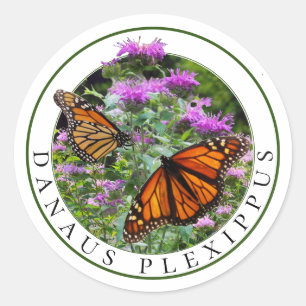 Monarch Butterflies and Bee Balm Monarda Classic Round Sticker