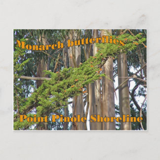 Monarch butterflies at Point Pinole - Postcard