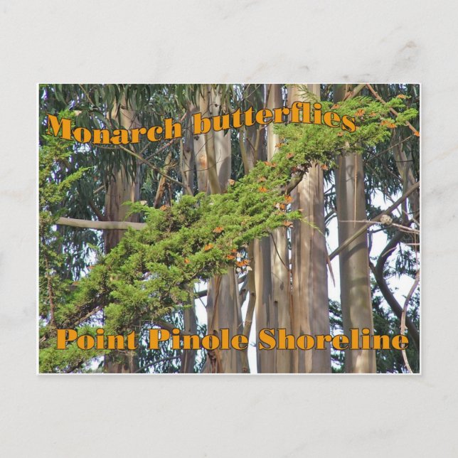 Monarch butterflies at Point Pinole - Postcard (Front)