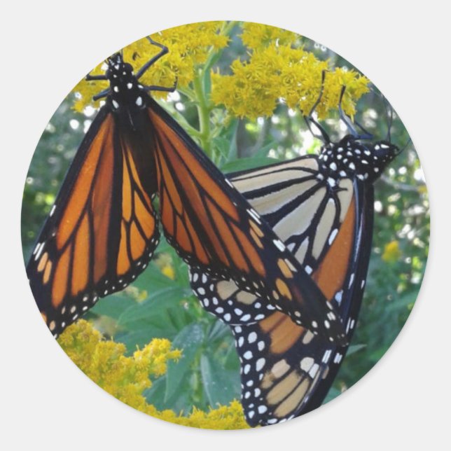 Monarch Butterflies Classic Round Sticker (Front)