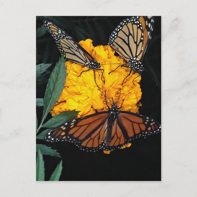 Monarch butterflies feeding postcard (Front)