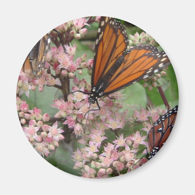 Monarch Butterflies Magnet (Front)