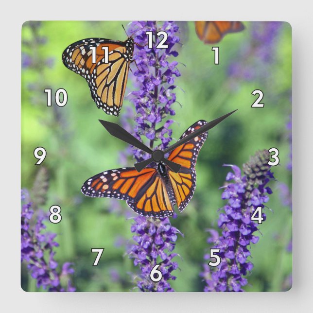 Monarch Butterflies on English Lavender Flowers Square Wall Clock (Front)