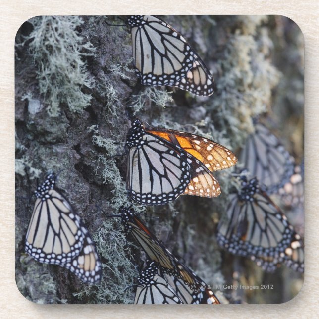 Monarch Butterflies on Pine Tree, Sierra Chincua 2 Coaster (Front)