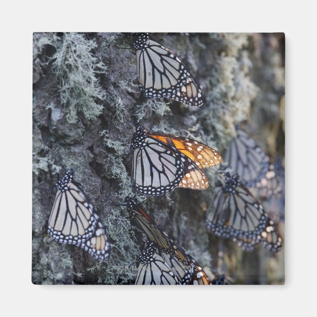 Monarch Butterflies on Pine Tree, Sierra Chincua 2 Magnet (Front)