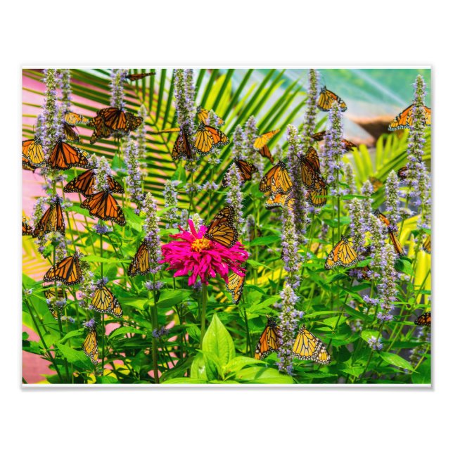 Monarch Butterflies Photo Enlargement Print (Front)