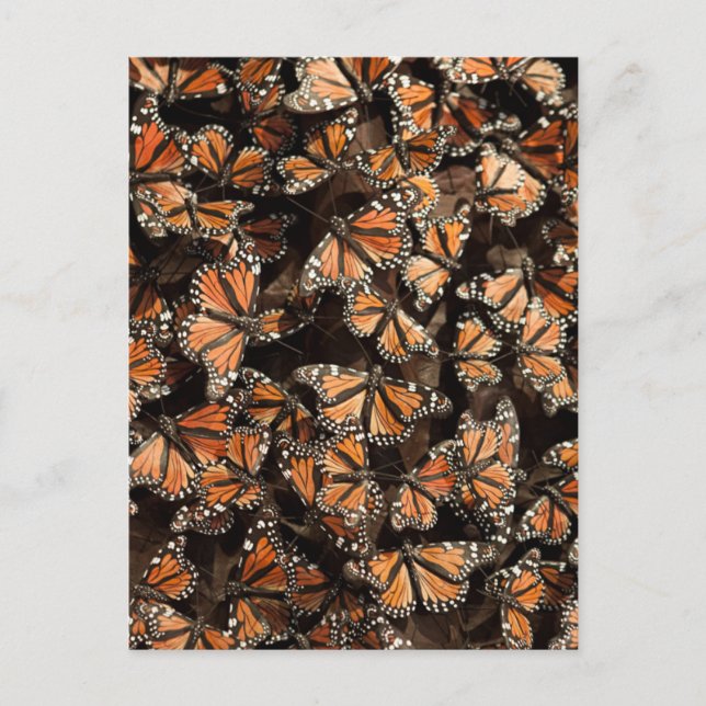 Monarch Butterflies Postcard (Front)