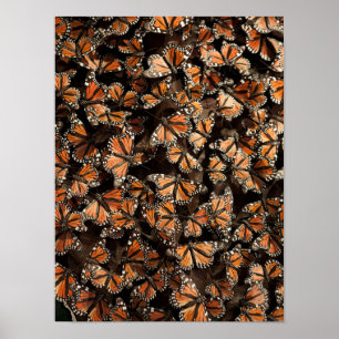 Monarch Butterflies Poster