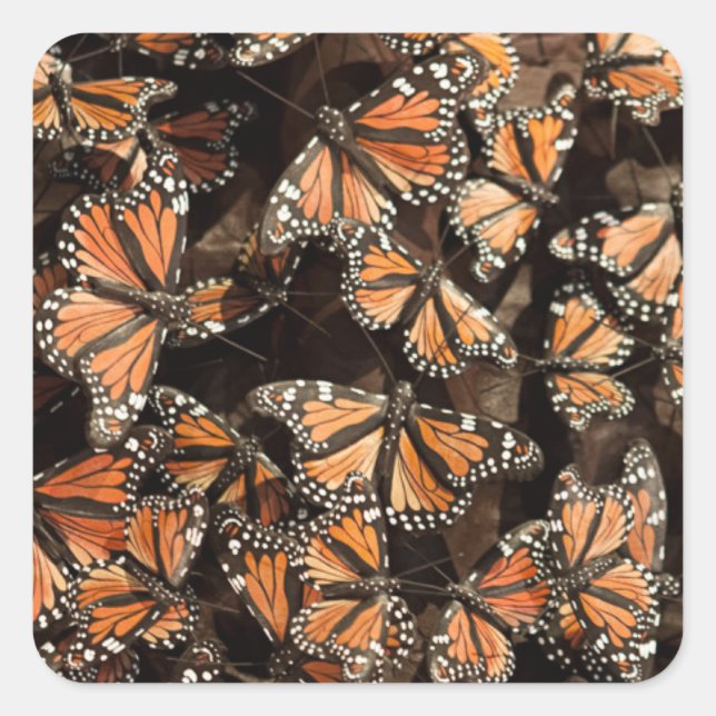 Monarch Butterflies Square Sticker (Front)