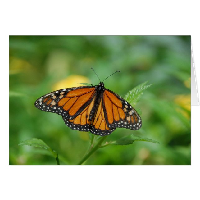 Monarch Butterfly (Front Horizontal)