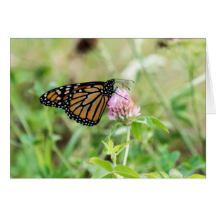 Monarch Butterfly