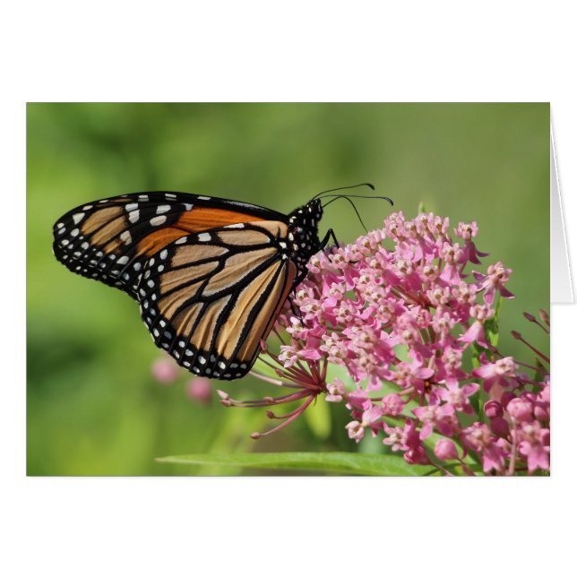 Monarch butterfly (Front Horizontal)