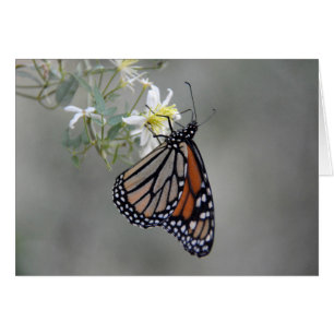 Monarch Butterfly