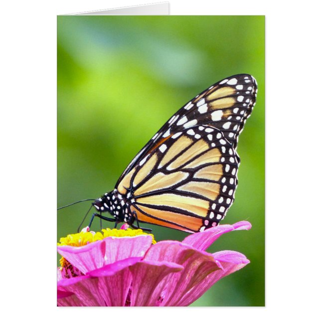 Monarch Butterfly (Front)