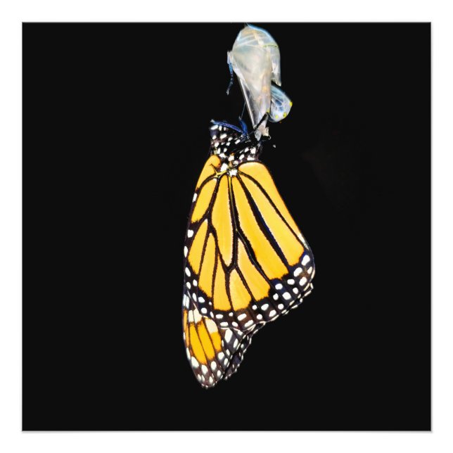 Monarch Butterfly 2022 - Photo Print (Front)