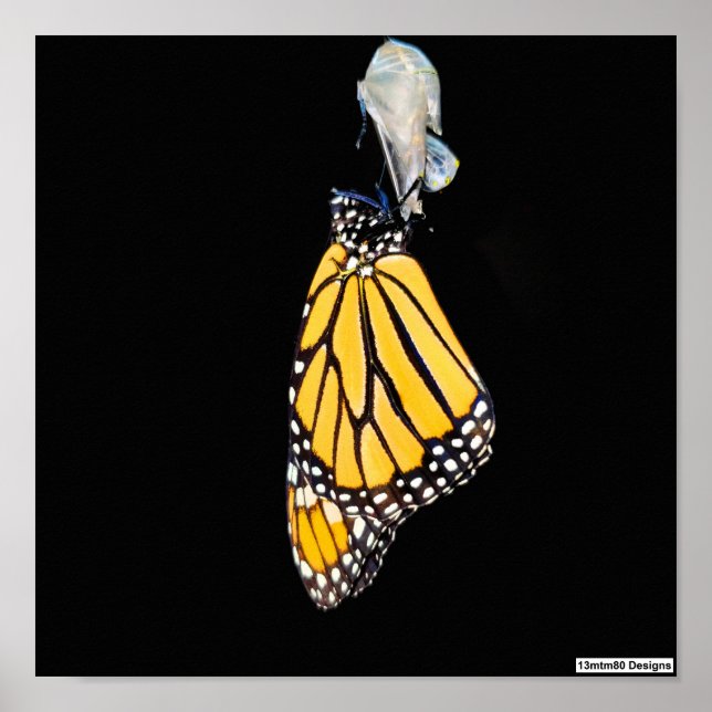 Monarch Butterfly 2022 - Poster (Front)
