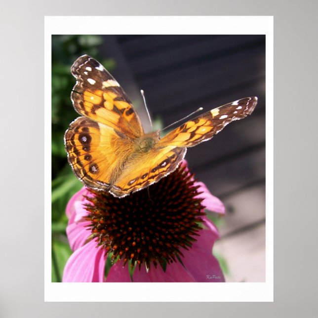 Monarch Butterfly 2 Poster (Front)