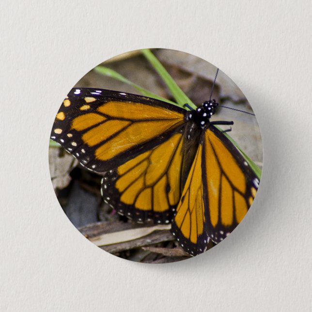 Monarch Butterfly 6 Cm Round Badge (Front)