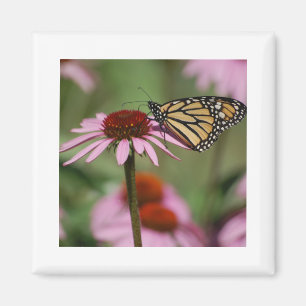 Monarch Butterfly and Black Eyed Susan Magnet