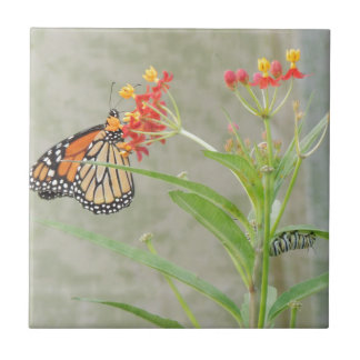 Monarch Butterfly and Caterpillar Ceramic Tile