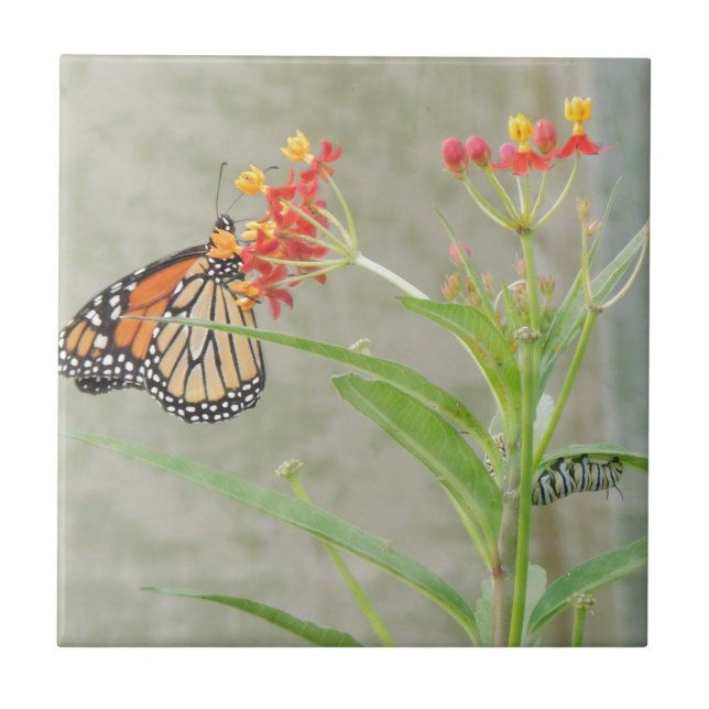 Monarch Butterfly and Caterpillar Ceramic Tile (Front)