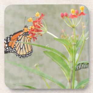 Monarch Butterfly and Caterpillar Coaster