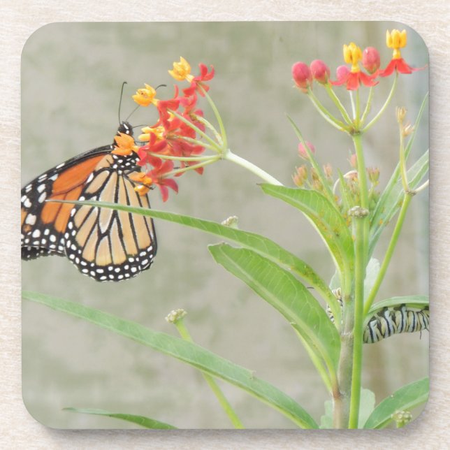 Monarch Butterfly and Caterpillar Coaster (Front)