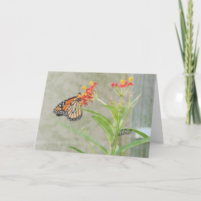 Monarch Butterfly and Caterpillar Greeting Card (Front)