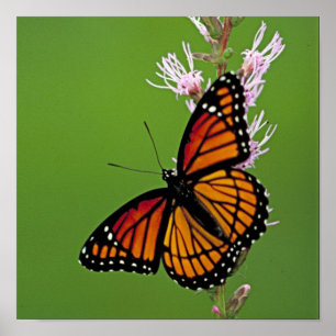 Monarch Butterfly and Flower On Green Background Poster
