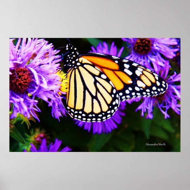 Monarch Butterfly, Aster Poster (Front)